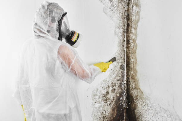 Best Post-Flood Mold Remediation in Ballinger, TX