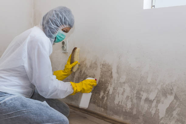 Best Basement Mold Remediation in Ballinger, TX