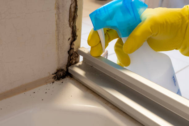 Best Health and Safety Mold Remediation in Ballinger, TX