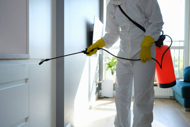 Best White Mold Remediation in Ballinger, TX