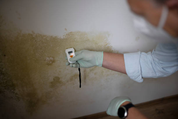 Professional Mold Remediation in Ballinger, TX