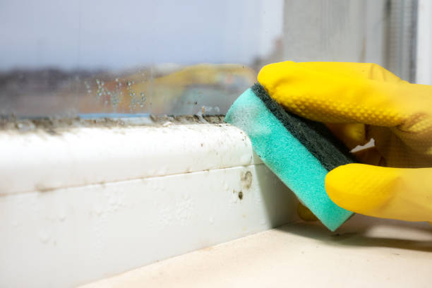Best Localized Mold Remediation (e.g., coastal areas, humid climates) in Ballinger, TX