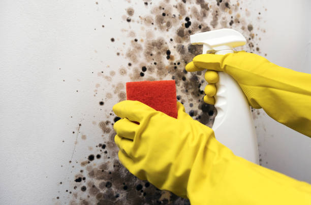 Best Residential Mold Remediation in Ballinger, TX