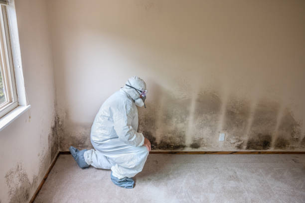 Best HVAC Mold Remediation in Ballinger, TX