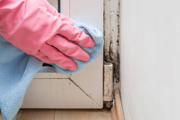 Best Attic Mold Remediation in Ballinger, TX